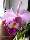 Cattleya warscewiczii 